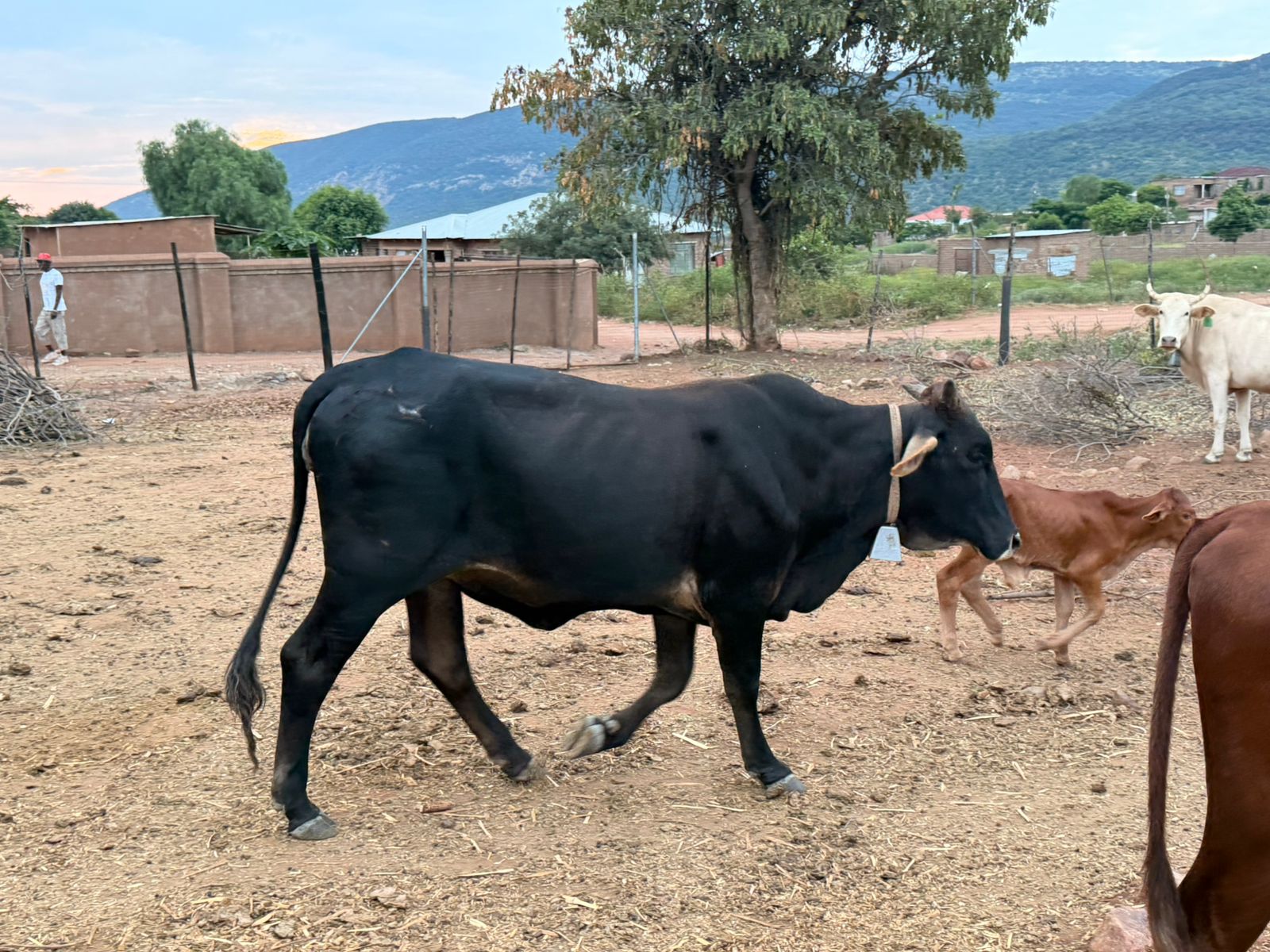 whatsapp image 2026 04 17 at 13.23.29