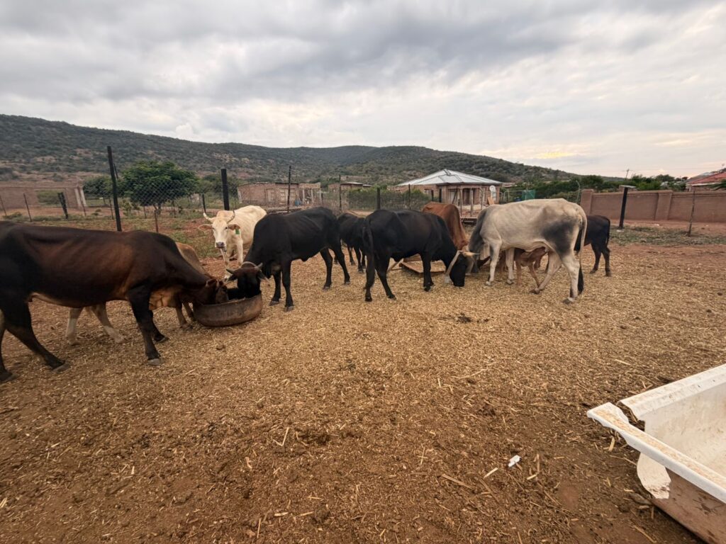 whatsapp image 2026 04 17 at 13.23.44