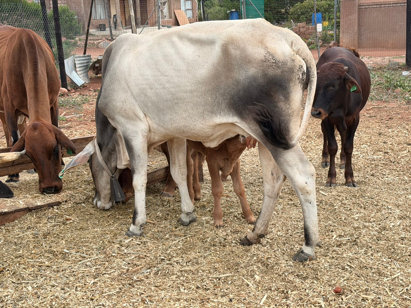 whatsapp image 2026 04 17 at 13.23.51