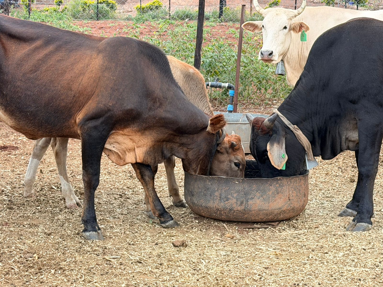 whatsapp image 2026 04 17 at 13.36.22