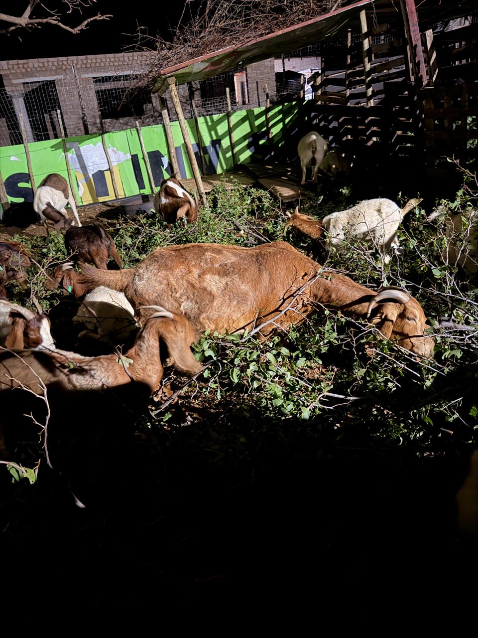 whatsapp image 2026 04 20 at 19.02.19