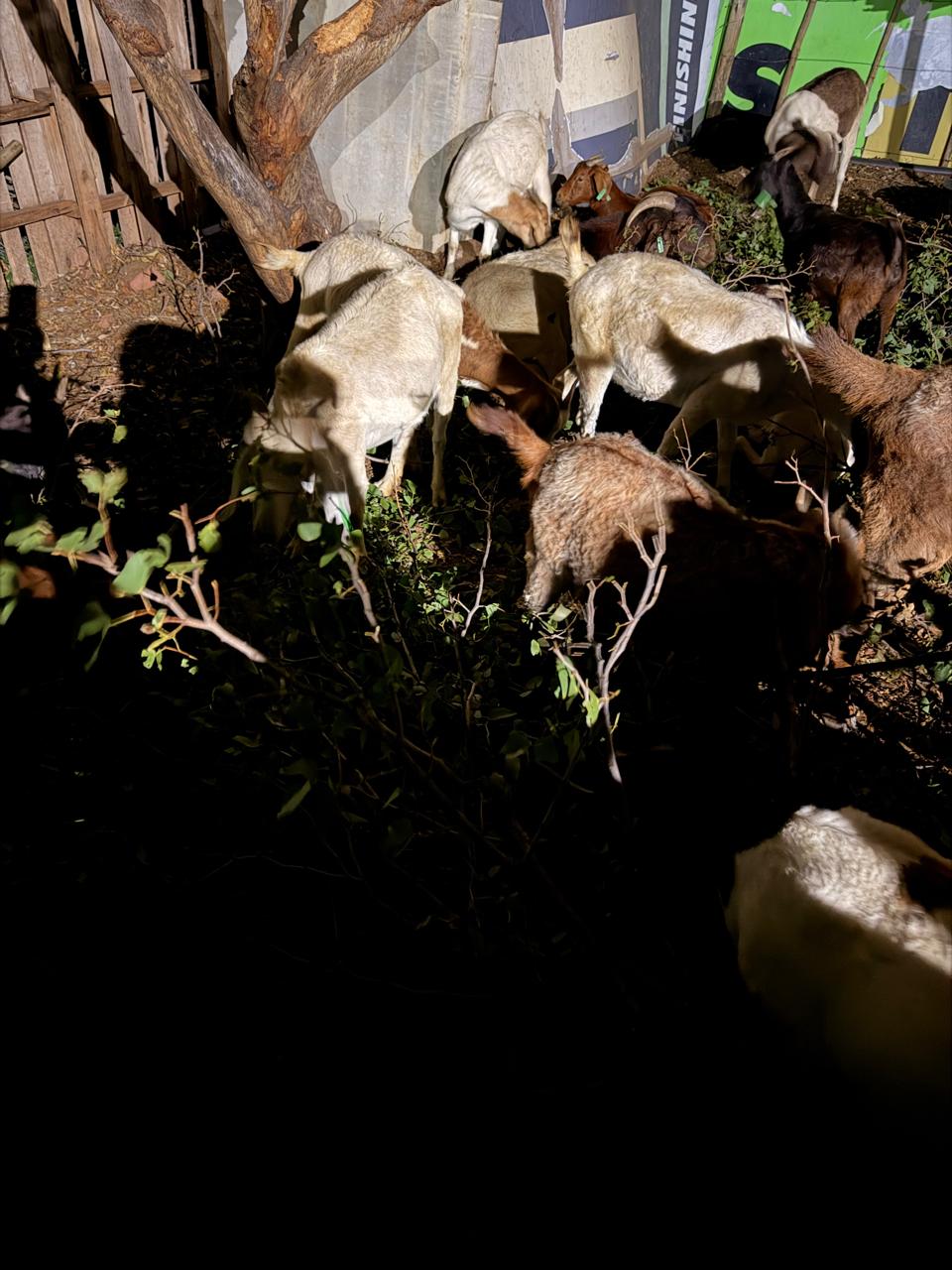 whatsapp image 2026 04 20 at 19.02.26