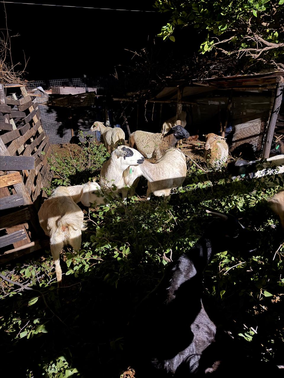 whatsapp image 2026 04 20 at 19.02.32