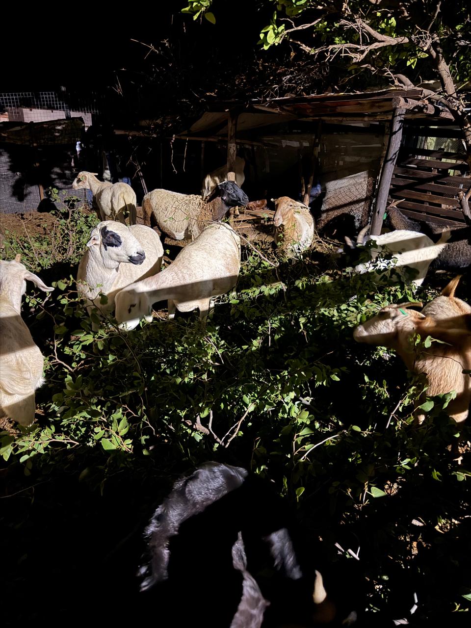 whatsapp image 2026 04 20 at 19.02.41